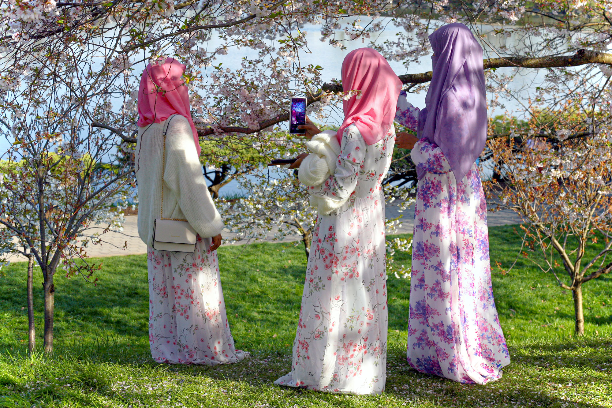 Muslim ladies taking pictures of Cherry Blossoms