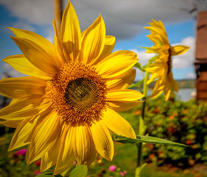 Ordinary Sunflower
